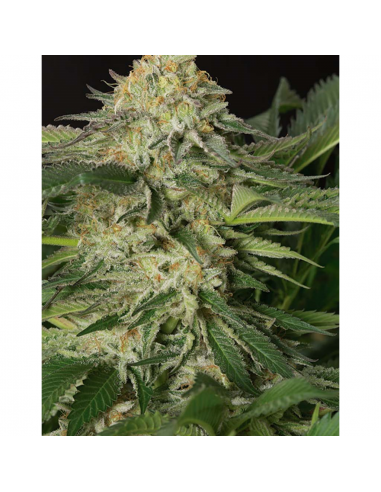 Humboldt Seeds Lemon Garlic OG Fem. - Imagen 1