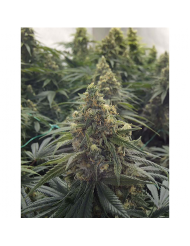 Humboldt Seeds Desert Diesel Fem. - Imagen 1