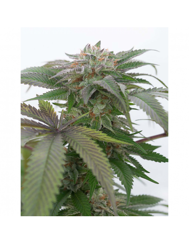 Humboldt Seeds Bubba Kush 2.0 Fem. - Imagen 1