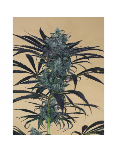 Humboldt Seeds Blueberry Headband Fem. - Imagen 1