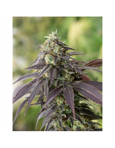 Humboldt Seeds 707 Headband Fem. - Imagen 1