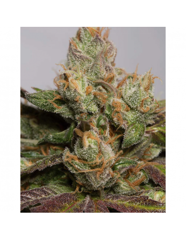 Humboldt Seeds 707 Truthband by Emerald Mountain Fem. - Imagen 1