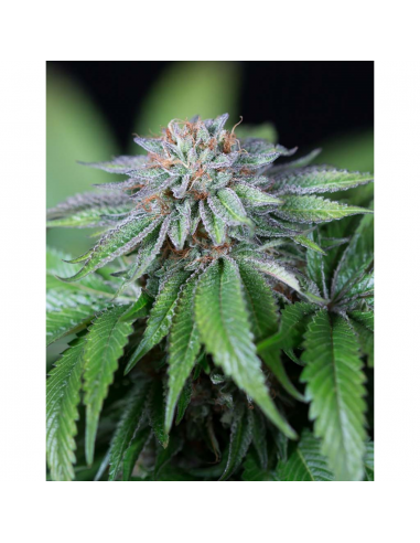 Humboldt Seeds Ewe-2 Fem. - Imagen 1