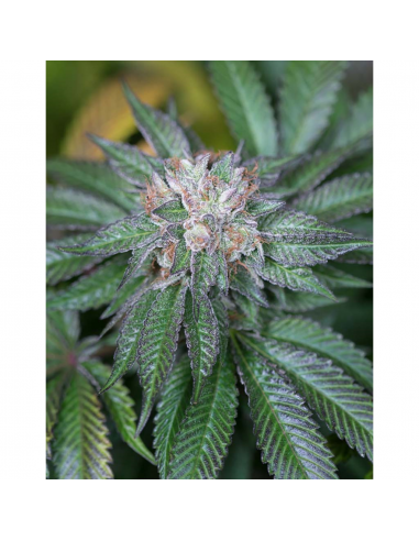 Humboldt Seeds Master Kush Fem. - Imagen 1