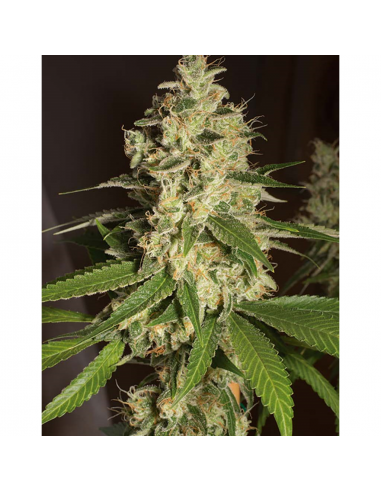 Humboldt Seeds Raspberry Diesel Fem. - Imagen 1