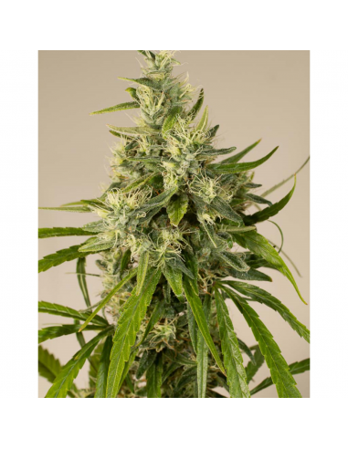 Humboldt Seeds Trainwreck Fem. - Imagen 1