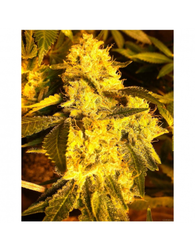 Humboldt Seeds Lemon Thai Kush Reg. - Imagen 1