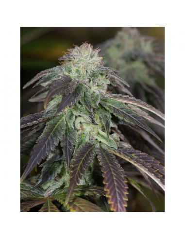 Humboldt Seeds OG Kush Reg. - Imagen 1