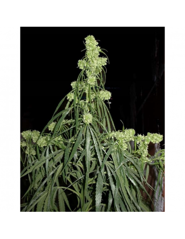 Ace Seeds Oldtimer´s Haze Reg. - Imagen 1