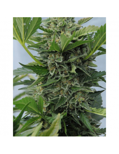 Humboldt Seeds Pineapple Skunk Reg. - Imagen 1