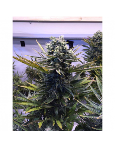 Humboldt Seeds Sour Blueberry Reg. - Imagen 1