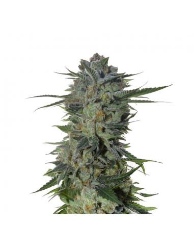 Humboldt Seeds Sour Diesel 2 Reg. - Imagen 1