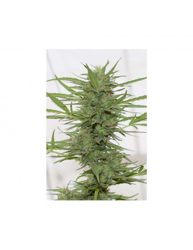 Humboldt Seeds Dr. Greenthumb´s Dedoverde Haze Auto - Imagen 1