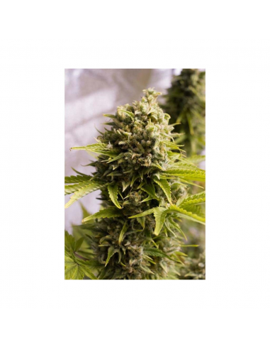 Humboldt Seeds Bubba Cheese Auto - Imagen 1