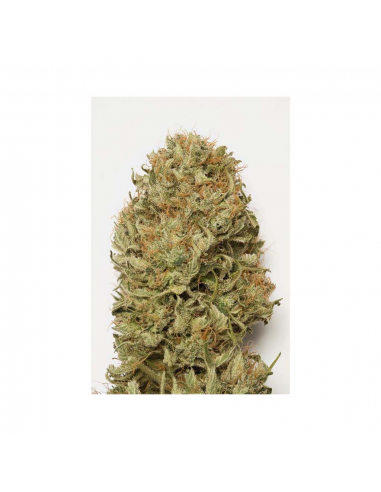 Humboldt Seeds Blue Dream Auto - Imagen 1