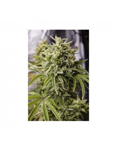 Humboldt Seeds Bubba Kush Auto - Imagen 1