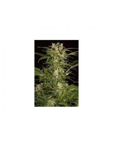 Humboldt Seeds Lemon Juice Express Auto - Imagen 1