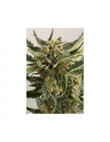 Humboldt Seeds Lost Coast Skunk Auto - Imagen 1