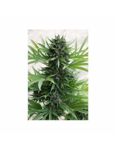 Humboldt Seeds Sour Diesel Auto - Imagen 1