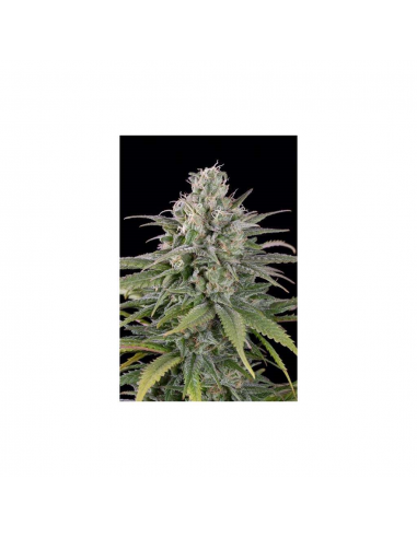 Humboldt Seeds UK Cheese Auto - Imagen 1