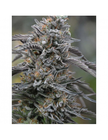 Humboldt Seeds Black D.O.G. Fem. - Imagen 1