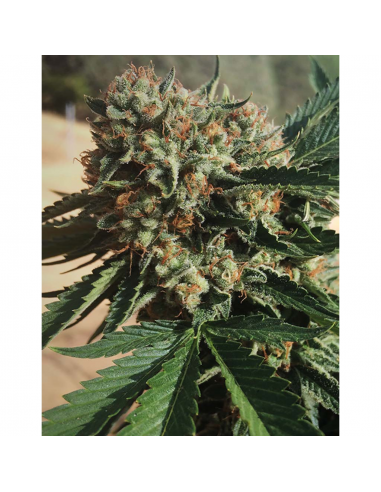 Humboldt Seeds Sapphire OG Fem. - Imagen 1