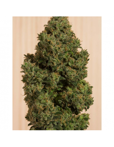 Humboldt Seeds Blue Dream CBD Fem. - Imagen 1