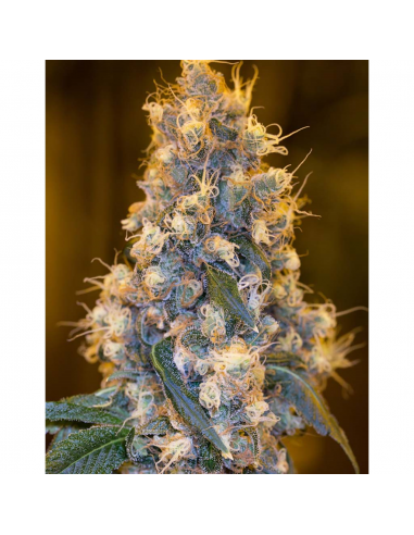 Humboldt Seeds Blue Fire Fem. - Imagen 1