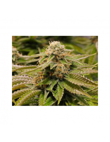 Humboldt Seeds Gorilla Breath Fem. - Imagen 1