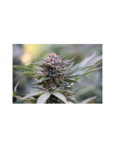 Humboldt Seeds Sapphire Scout Fem. - Imagen 1