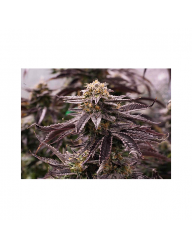 Humboldt Seeds OGKZ Fem. - Imagen 1