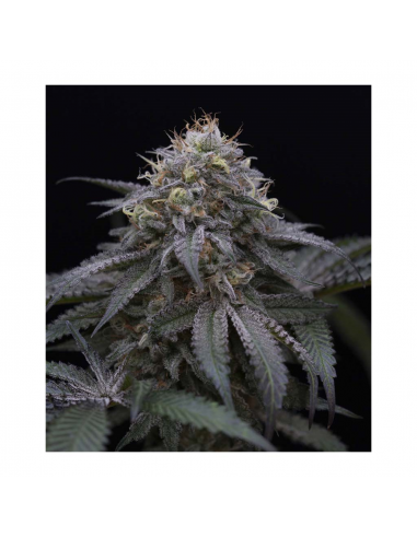 Humboldt Seeds Sugar Breath Fem. - Imagen 1