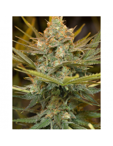 Humboldt Seeds Three Blue Kings Fem. - Imagen 1