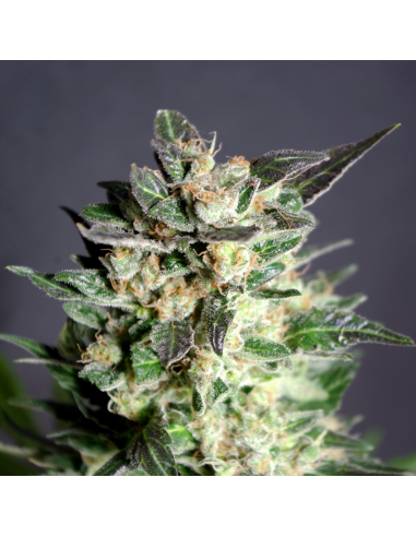 Kannabia Seeds Diesel Glue Fem. - Imagen 1