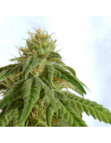 Kannabia Seeds Afrodite Fem. - Imagen 1