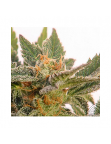 Kannabia Seeds Kritic Auto - Imagen 1