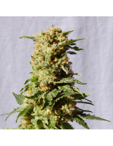 Kannabia Seeds La Blanca Fem. - Imagen 1