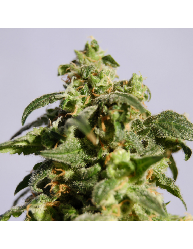 Kannabia Seeds Skunk + Fem. - Imagen 1