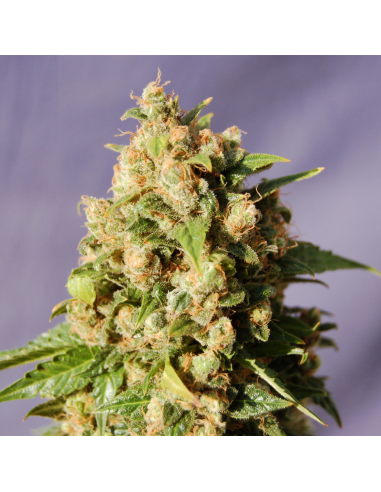 Kannabia Seeds Kiss Fem - Imagen 1