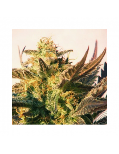 Kannabia Seeds Speedy Boom Auto - Imagen 1