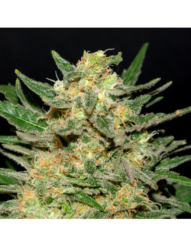 Kannabia Seeds Thai Fantasy Fem. - Imagen 1