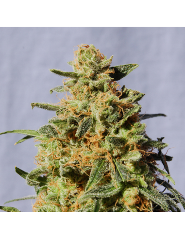 Kannabia Seeds White Domina Fem. - Imagen 1