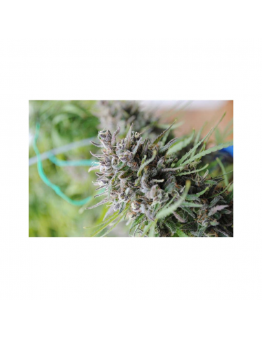 Kannabia Seeds Baby Boom Auto - Imagen 1