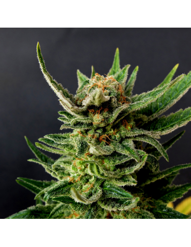 Kannabia Seeds Gypsy Kush Fem - Imagen 1