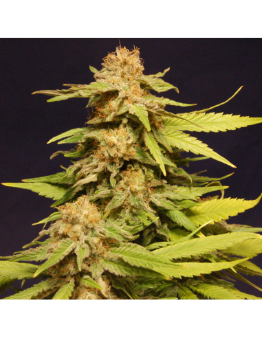 Kannabia Seeds Big Bull Fem. - Imagen 1