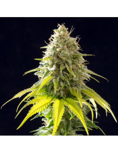 Kannabia Seeds Mataro Blue Fem - Imagen 1