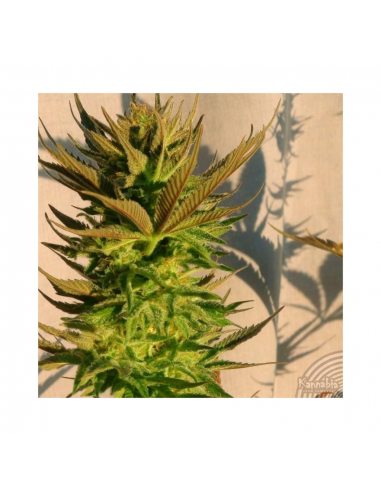 Kannabia Seeds Kickass Auto - Imagen 1