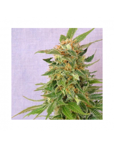 Kannabia Seeds Ginger Punch Auto - Imagen 1