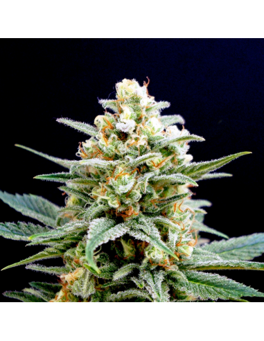 Kannabia Seeds Kritikal-K Fem - Imagen 1