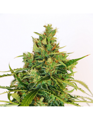 Kannabia Seeds Amnesi-K Lemon Fem - Imagen 1